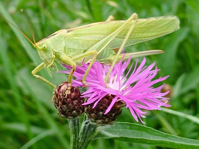 Großes grünes Heupferd auf der Blüte einer Bergflockenblume