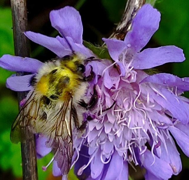 Ackerhummel auf Wiesenskabiosenblüte