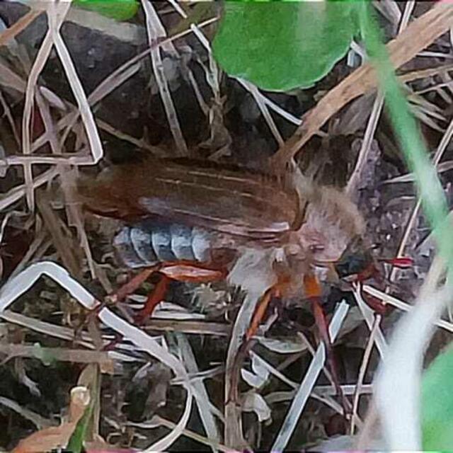 Junikäfer. An den warmen Abenden wimmelte es auf der Obstbaumwiese nur so von Junikäfern