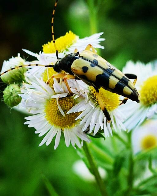 Gefleckter Schmalbock auf Blüte