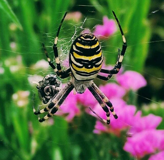 Wespenspinne mit Beute