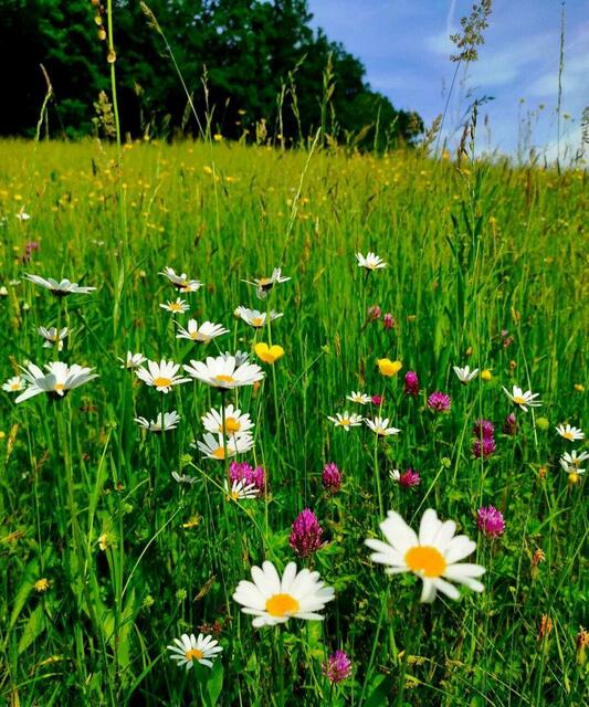 Blumenwiese mit Rotklee, Hahnenfuß und Margeriten