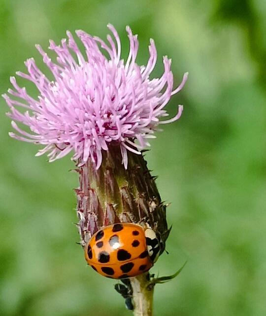 Marienkäfer auf Distelblüte