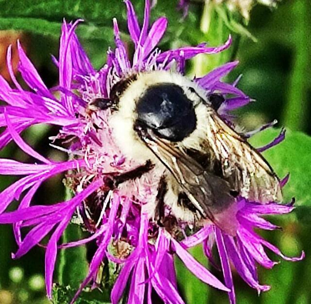 Hummel auf Bergflockenblume