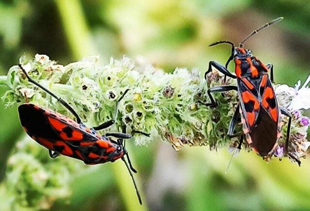 Knappe aus der Gattung der Bodenwanzen