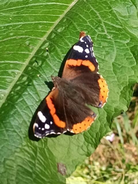 Admiral auf Sauerampferblatt