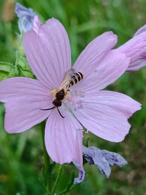 Insekt auf wilder Malve