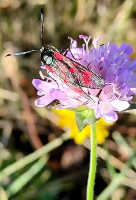 Blutströpfchen auf Wiesenskabiose