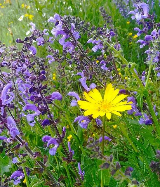 Wiesensalbei und gelber Bocksbart