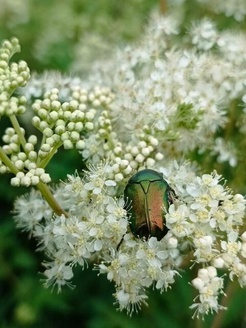 Rosenkäfer auf Mädesüßblüte