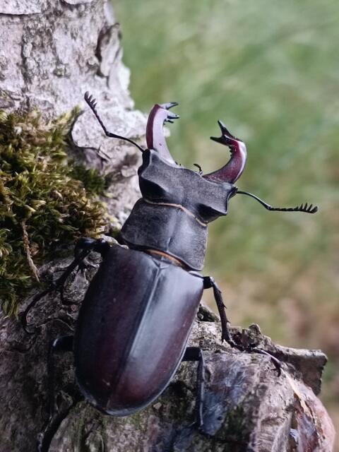 Der Hirschkäfer kam über die Wiese geflogen und landete auf einem Baum