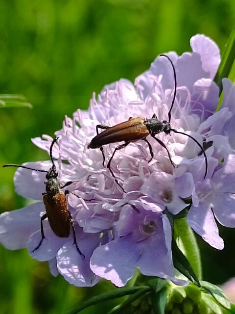 Scheinbockkäfer auf Wiesenskabiosenblüte