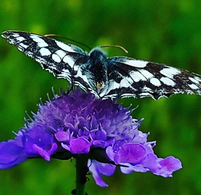 Schachbrettfalter auf Wiesenskabiose