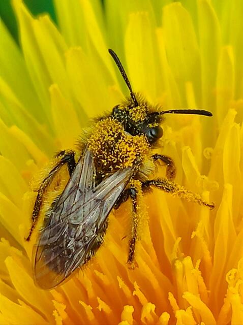 Biene bestäubt mit Pollen auf einer Blüte