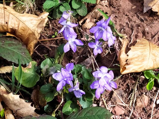 Viele kleine Veilchen grüßen uns vom Wegesrand