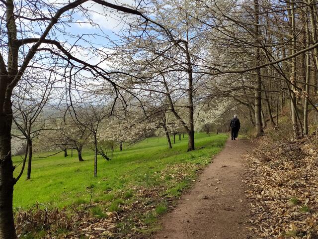 Herrlich, an den blühenden Obstbäumen entlang zu wandern.