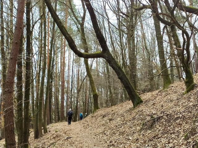 Herrliche Waldwege durch wunderschönen Wald - Gott sei Dank jetzt wieder - bringen uns zur Trifelsblick-Hütte