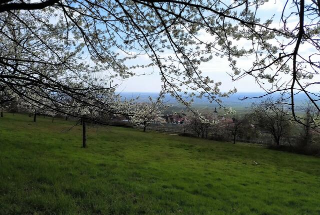 Idyllisch liegt das Dorf hinter den Obstbaumwiesen