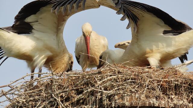 Storchennest