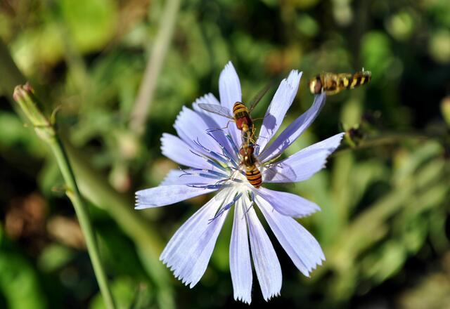 Und die Dritte ist schon im Anflug | Foto: Daniela Somers