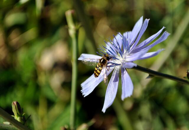 Schwebfliegen auf der Wegwarte | Foto: Daniela Somers