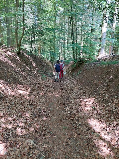 "Durch diesen schönen Hohlweg muss er kommen" Wilhelm Tell Landschaft im Stadtwald.