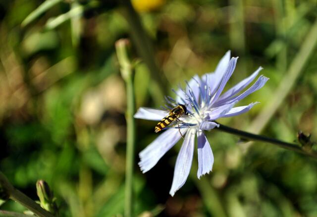Schwebfliegen auf der Wegwarte | Foto: Daniela Somers