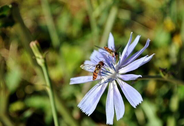 Schwebfliegen auf der Wegwarte | Foto: Daniela Somers