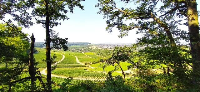 ..... und bietet immer wieder tolle Ausblicke auf Heilbronn und seine Weinberge. 