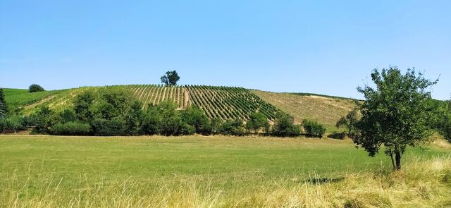 Die Weinberge liegen unter der Hitzeglocke
