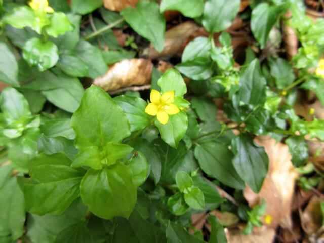 Der eher seltene Hain-Gilbweiderich