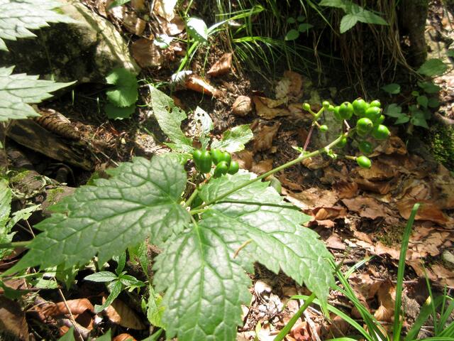 Und das Aehrige Christophskraut, leider kannten sich die Trainer mit Pflanzen zu wenig aus, um die Gruppe darauf aufmerksam zu machen.