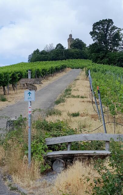 Blick hinauf zum Heuchelbergturm, den haben wir dieses Mal umgangen.