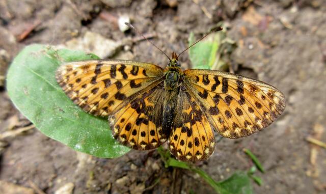Auch auf den seltenen Natterwurz Perlmuttfalter durfte die Gruppe nicht hingewiesen werden, da während des Anstiegs, wo wir ihn fanden, Schweigen  oberste Priorität hatte.