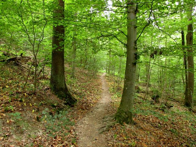 Interessant, der Aufstieg zum Frühlingsweg im Juni