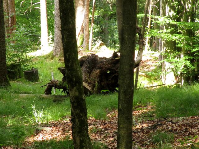 Bizarre Wurzel erinnerte an ein Wildschwein