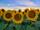 Endlich wieder Sonnenblumen-Zeit! Knipsen Sie Fotos von der gelben Pracht und teilen Sie diese mit der meine.stimme-Community. | Foto: Stephanie Rüdele