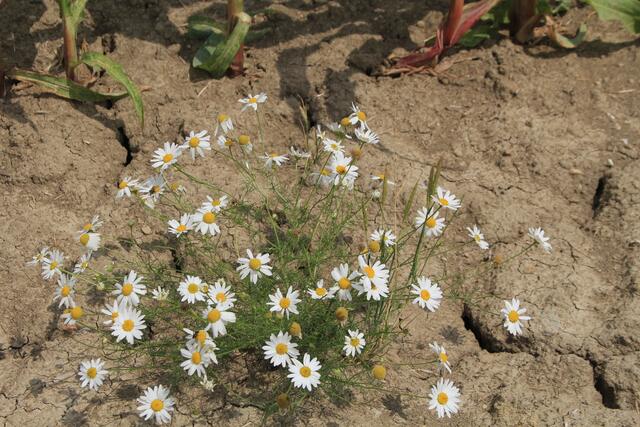 schönes am Wegesrand😍🌞 | Foto: Ralf Röser