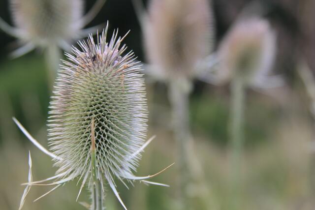 schönes am Wegesrand😍🌞 | Foto: Ralf Röser