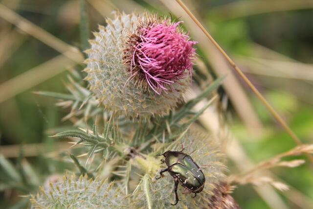 schönes am Wegesrand😍🌞 | Foto: Ralf Röser