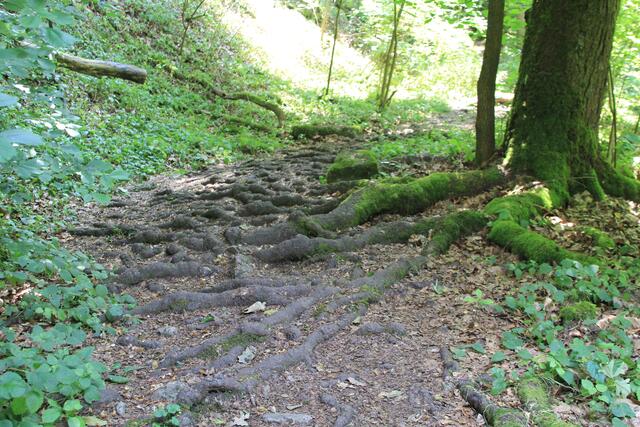 diese Wurzeln😍👍 | Foto: Ralf Röser