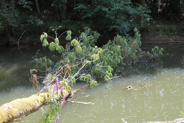 umgefallen | Foto: Ralf Röser