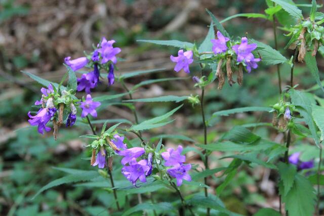 schönes am Wegesrand😍🌞 | Foto: Ralf Röser