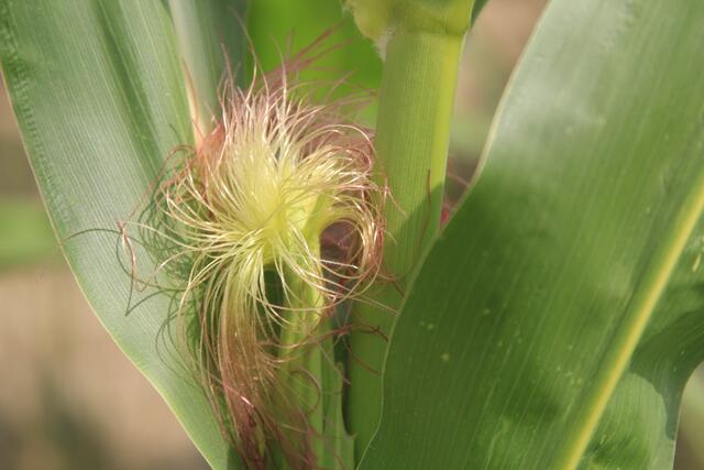 schönes am Wegesrand😍🌞 | Foto: Ralf Röser