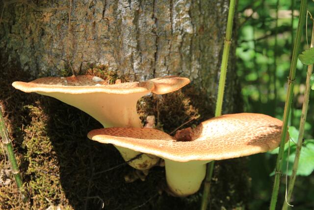 schönes am Wegesrand😍🌞 | Foto: Ralf Röser