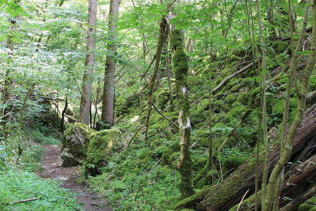 toller Weg | Foto: Ralf Röser