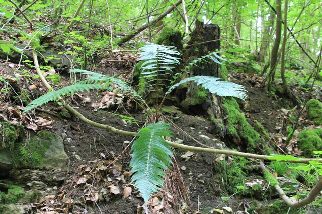 Farn😍 | Foto: Ralf Röser