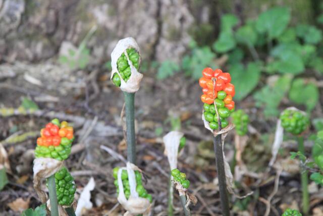 schönes am Wegesrand😍🌞 | Foto: Ralf Röser