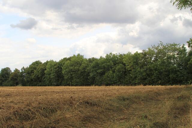 abgeerntet | Foto: Ralf Röser