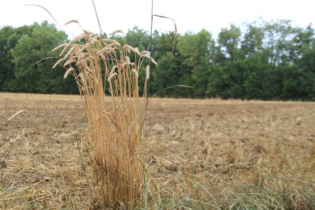 vergessen? | Foto: Ralf Röser